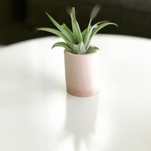 Set of Three Mini Plant Holders with Air Plants