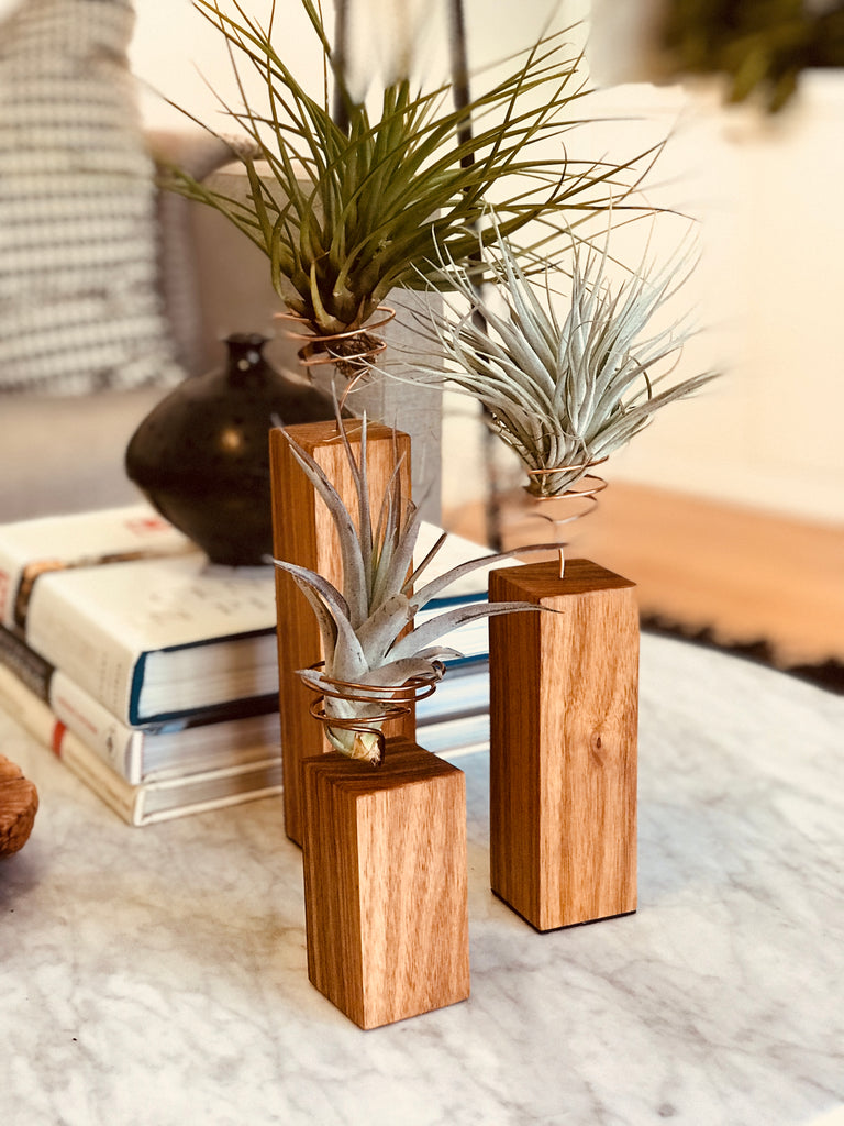 Exotic Canarywood Air Plant Holders with Coated Copper Wire Plants
