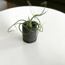 Set of Three Mini Plant Holders with Air Plants