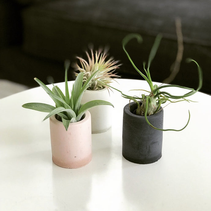 Exotic Granadillo Air Plant Holders with Coated Copper Wire Plants