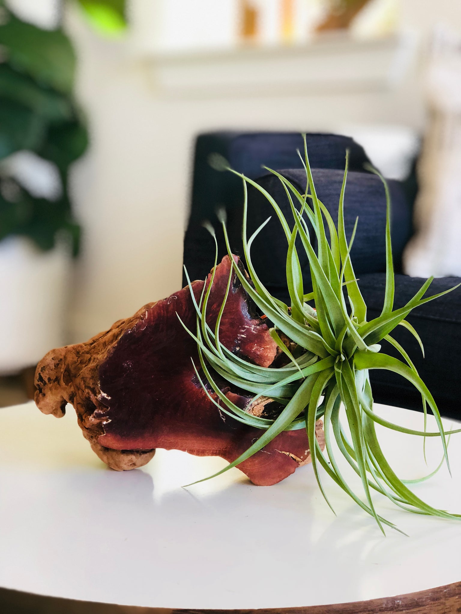 air plant base Manzanita Burl Air Plant Base – Wood + Wire Studio