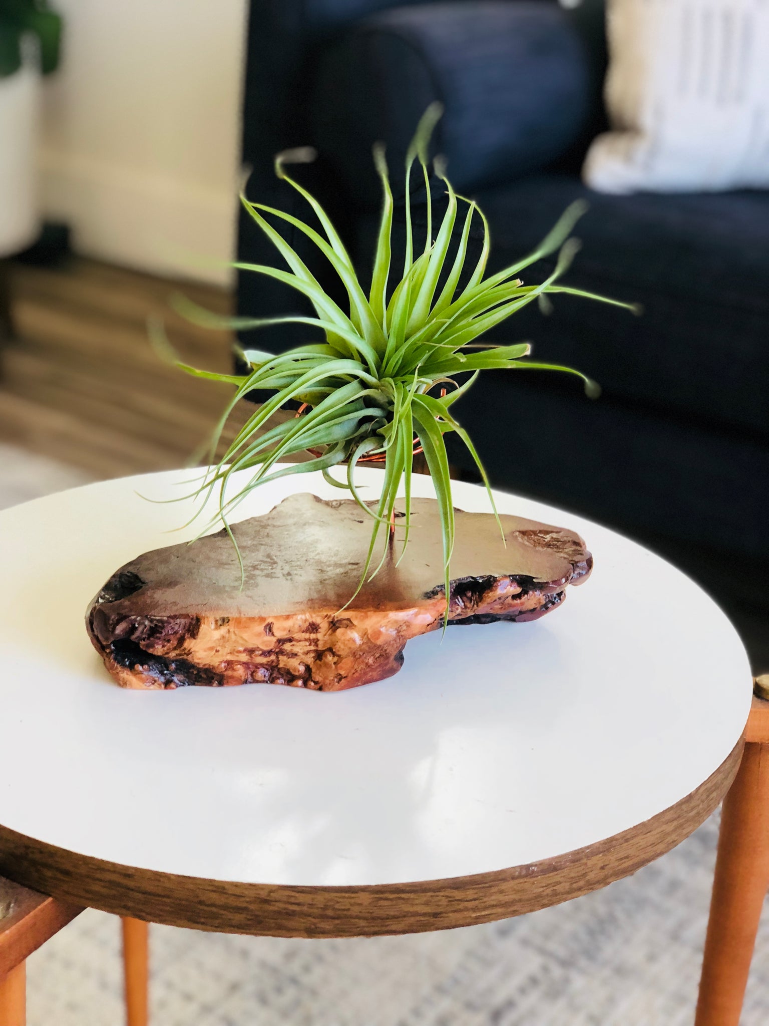air plants on wood Manzanita Slab Live Edge Tillandsia Base with Air Plant – Wood + Wire Studio