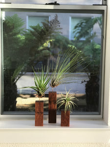 Exotic Granadillo Air Plant Holders with Coated Copper Wire Plants Included