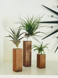 Exotic Granadillo Air Plant Holders with Coated Copper Wire Plants Included