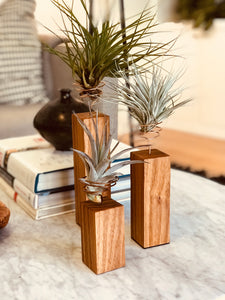 Individual Canarywood Air Plant Holders in Three Sizes