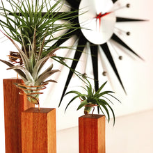 Exotic Canarywood Air Plant Holders with Coated Copper Wire Plants Included