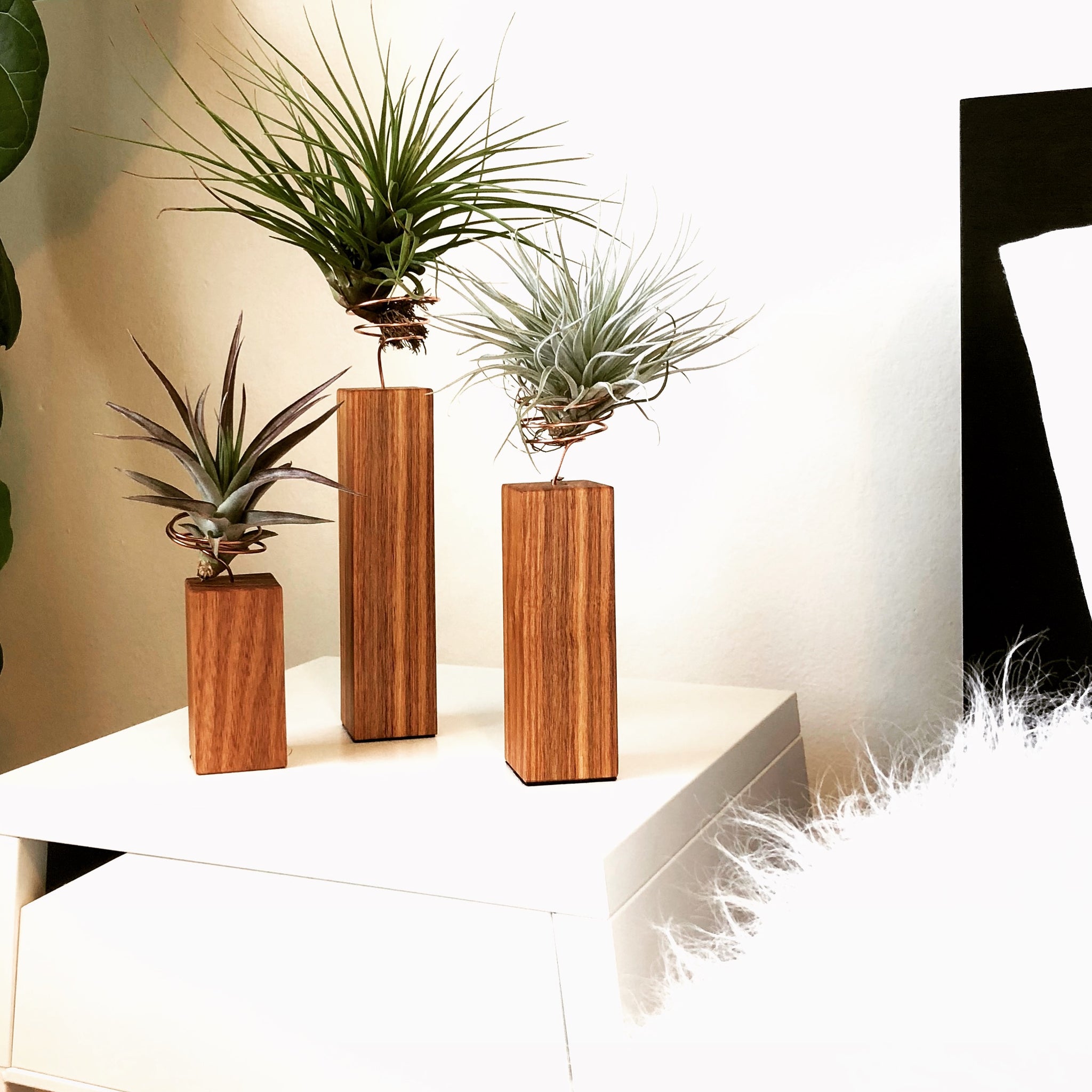 Exotic Canarywood Air Plant Holders with Coated Copper Wire Plants